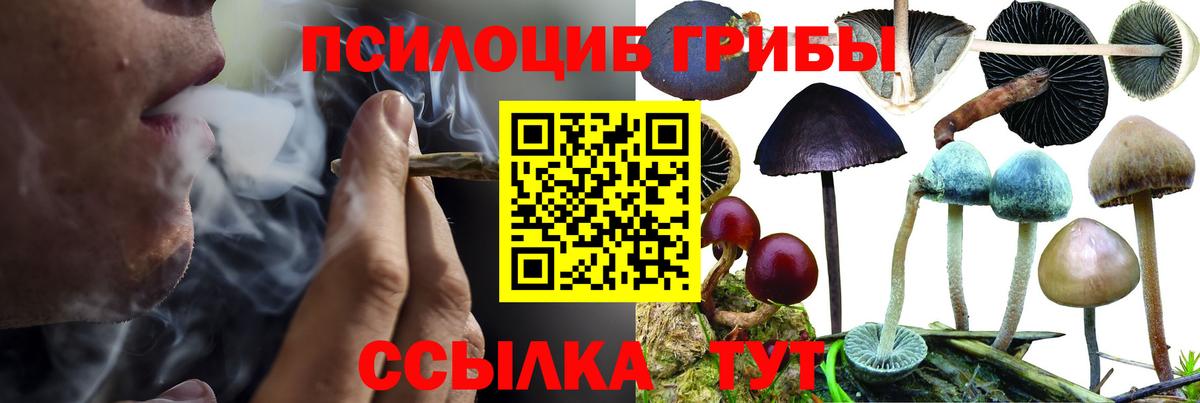 Галлюциногенные грибы Cubensis Славянск-на-Кубани